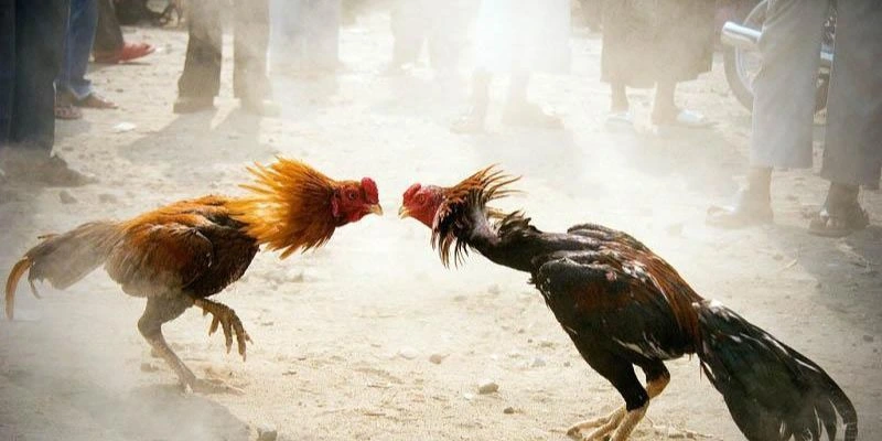 Phân hạng chuyên nghiệp với các cấp từ C3 đến C1