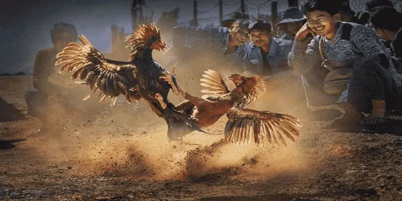 Bí Kíp Theo Dõi Trực Tiếp Đá Gà C2 Hiệu Quả Từ Chuyên Gia