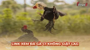 [LIVE] Xem Đá Gà Trực Tiếp C1 - Tốc Độ Cao Không Giật Lag