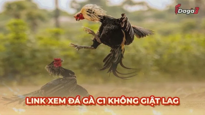 [LIVE] Xem Đá Gà Trực Tiếp C1 - Tốc Độ Cao Không Giật Lag