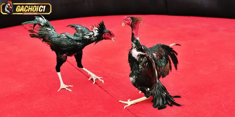 Bảo mật tối đa tại đá gà 67