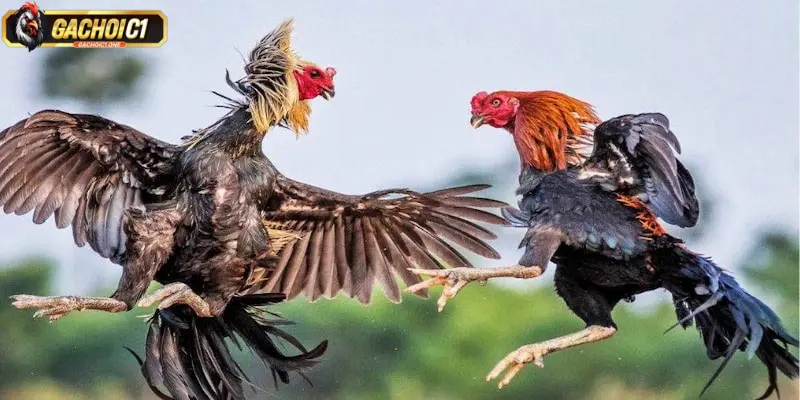 Các hình thức đá gà nổi bật 