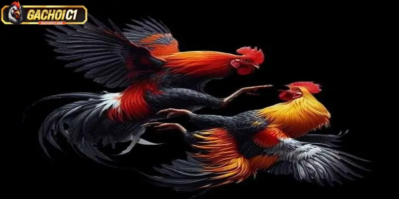 Lợi ích nổi bật khi tham gia đá gà 67